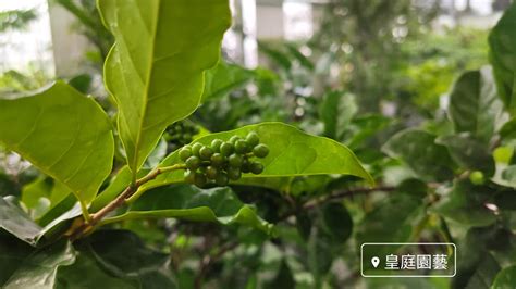 枯里珍果實可以吃嗎|花草植物園藝 